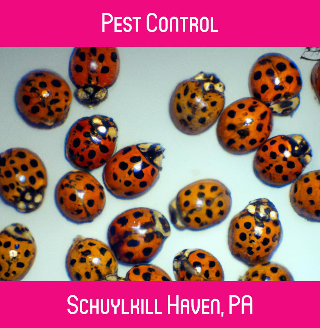 pest control in Schuylkill Haven Pennsylvania