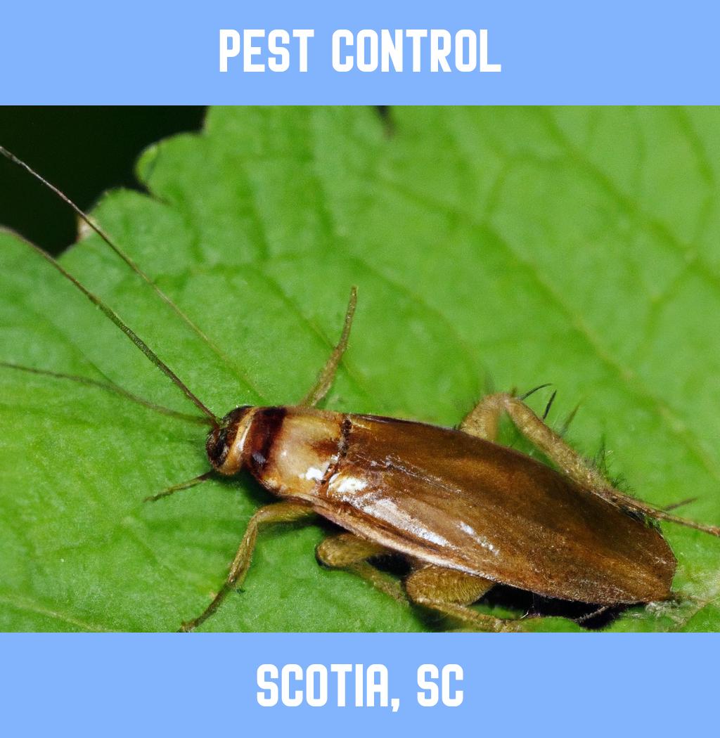 pest control in Scotia South Carolina