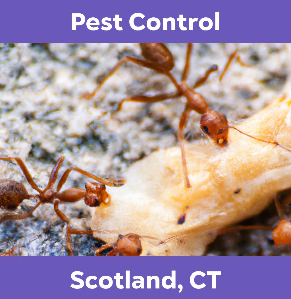 pest control in Scotland Connecticut