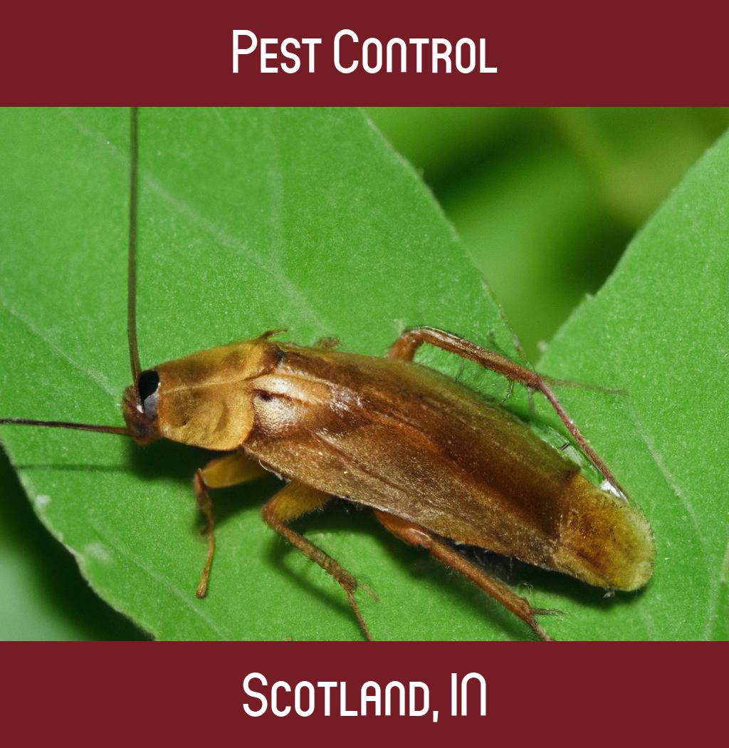 pest control in Scotland Indiana