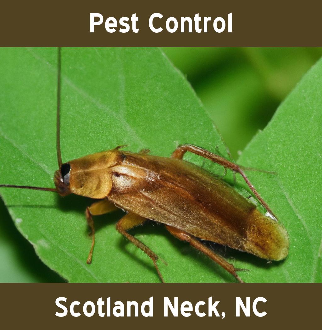 pest control in Scotland Neck North Carolina