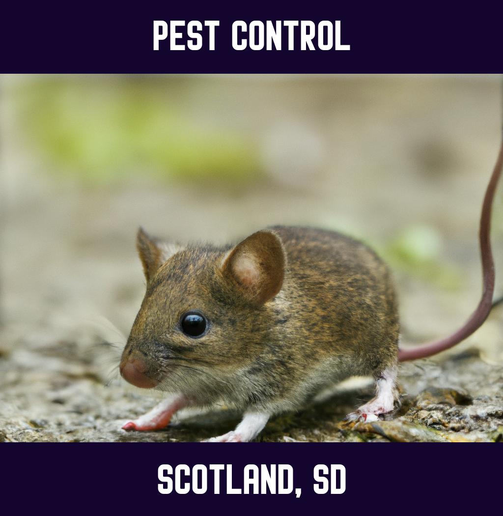 pest control in Scotland South Dakota