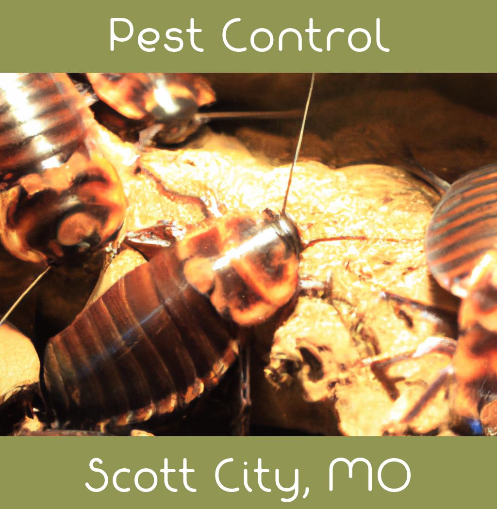 pest control in Scott City Missouri