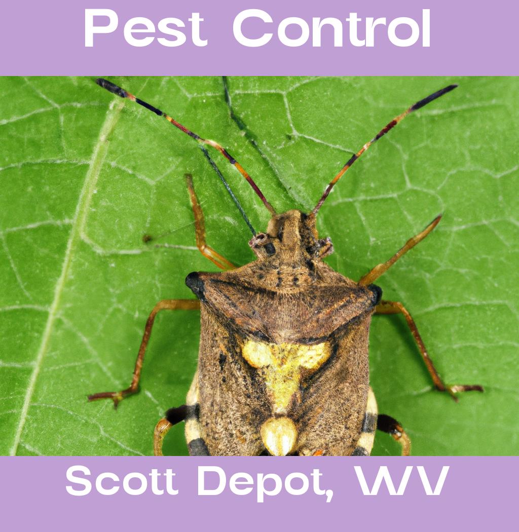 pest control in Scott Depot West Virginia