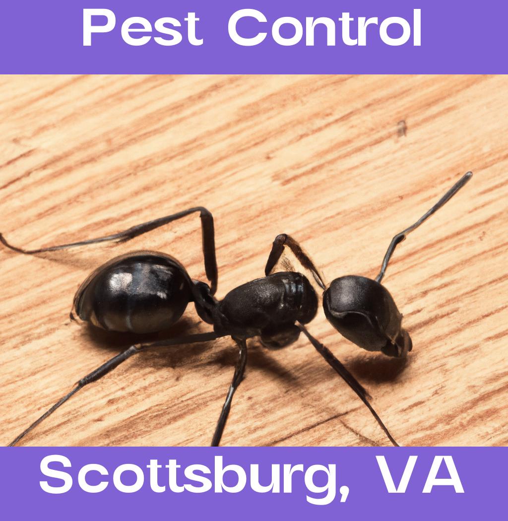 pest control in Scottsburg Virginia