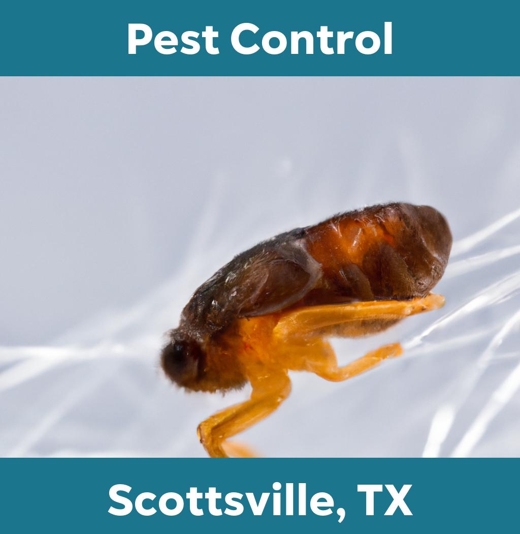 pest control in Scottsville Texas