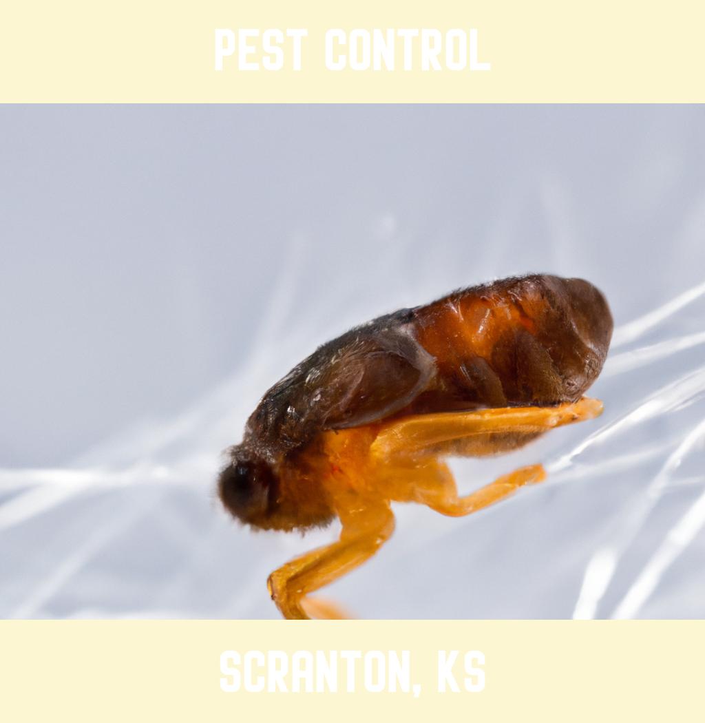 pest control in Scranton Kansas
