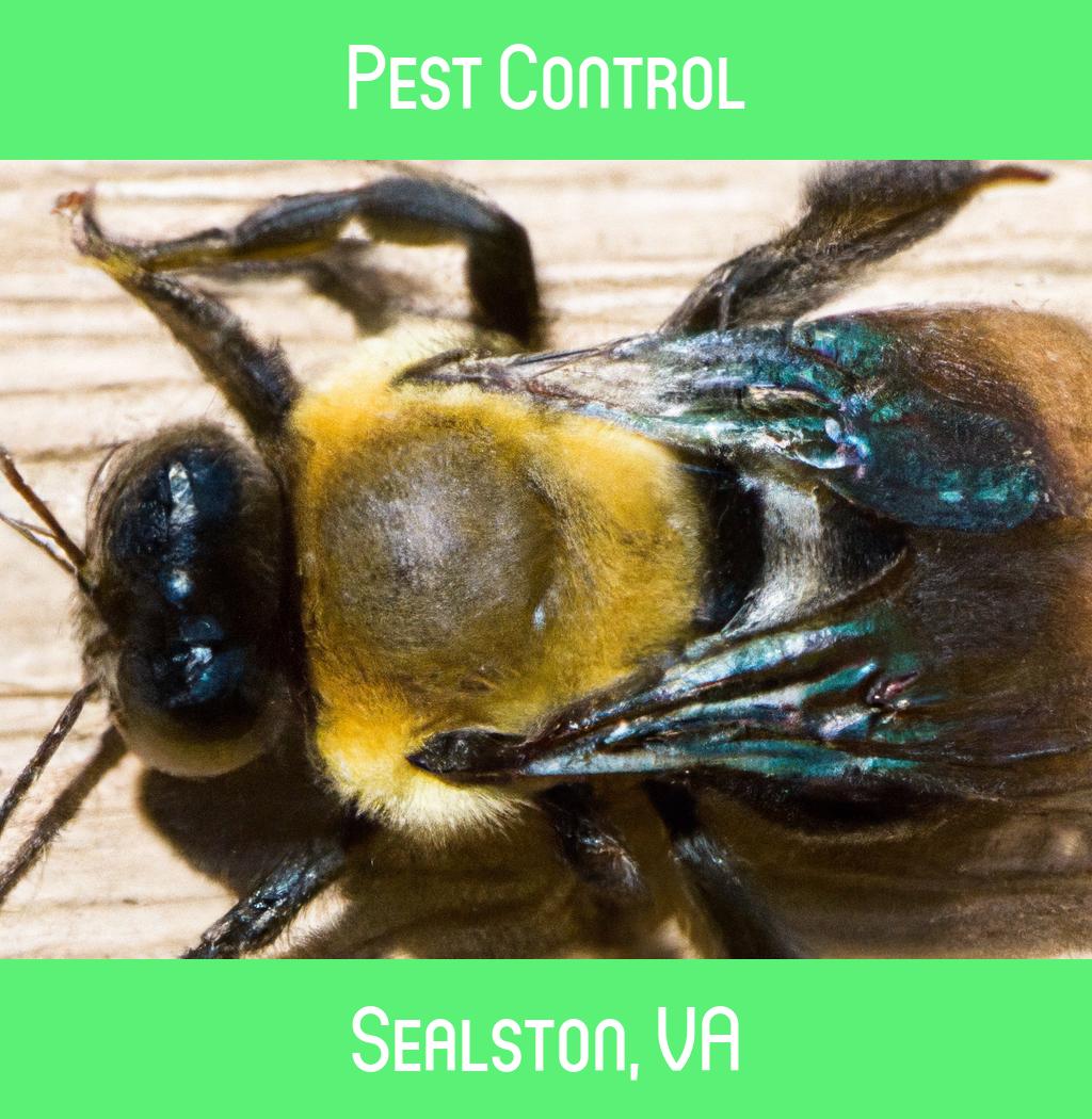 pest control in Sealston Virginia