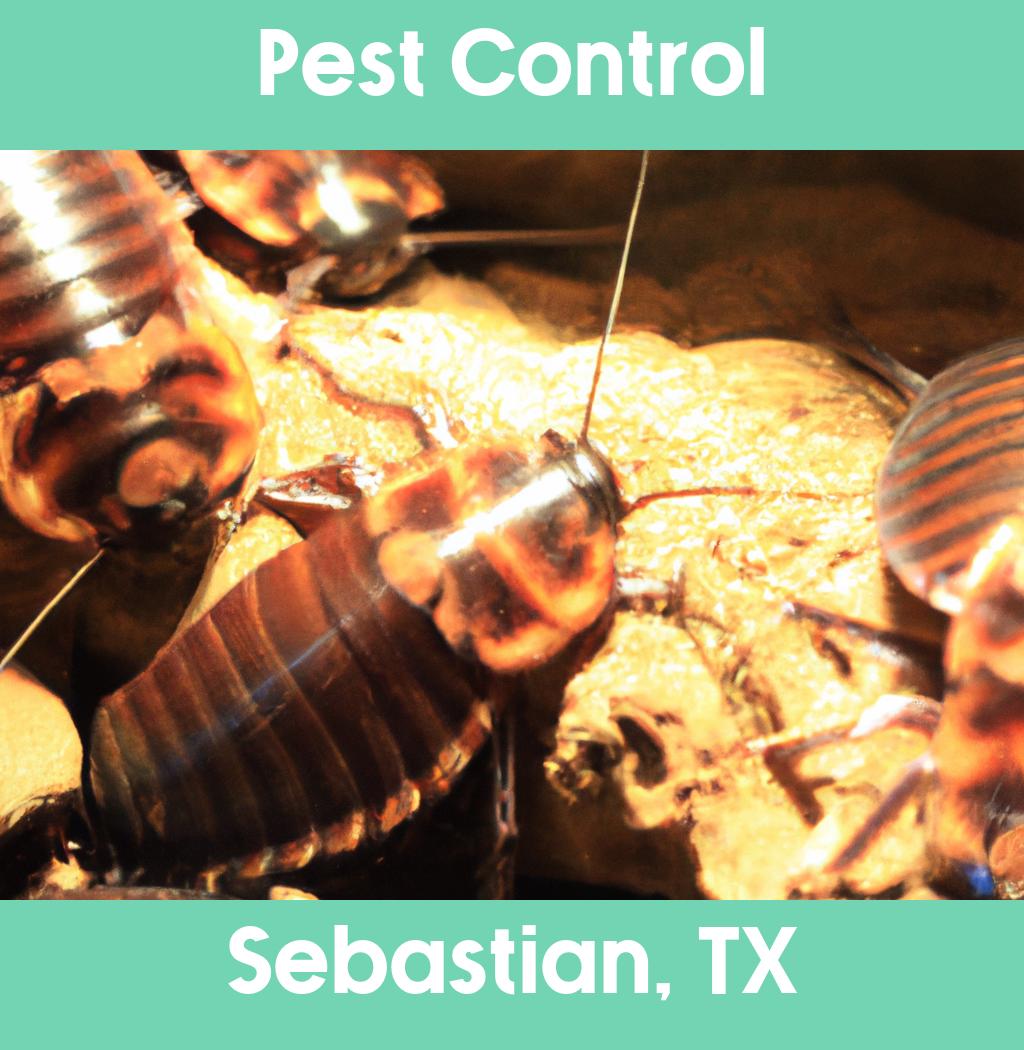 pest control in Sebastian Texas