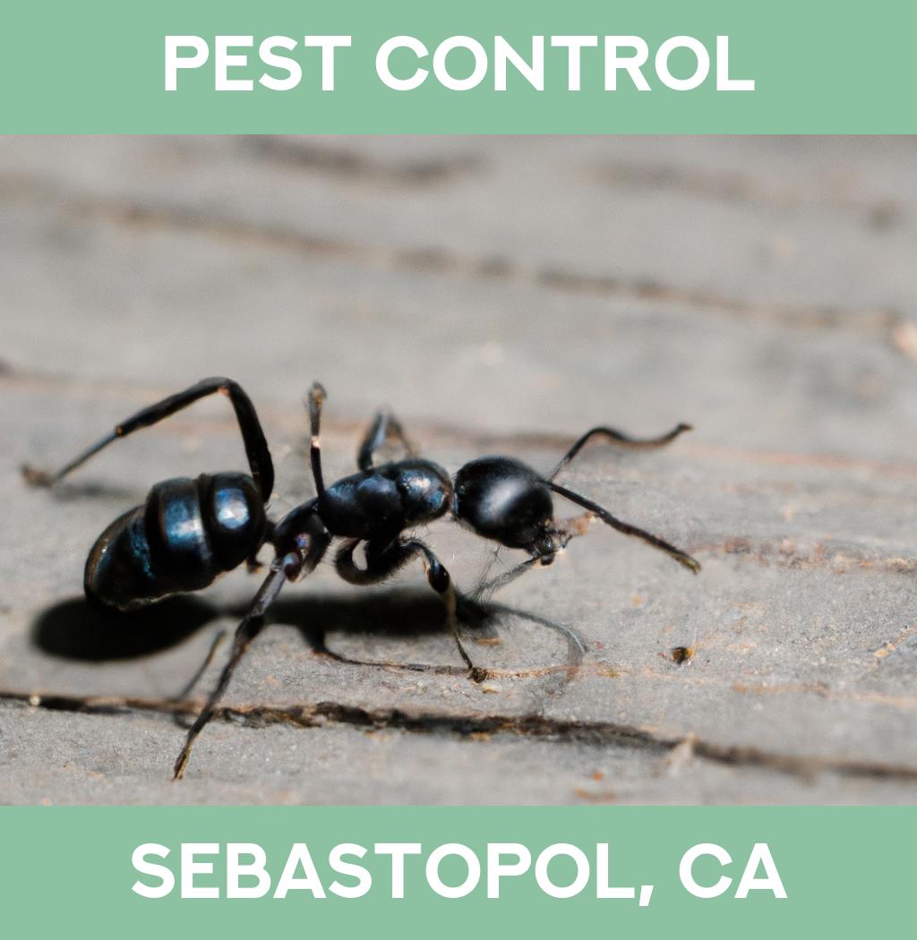 pest control in Sebastopol California