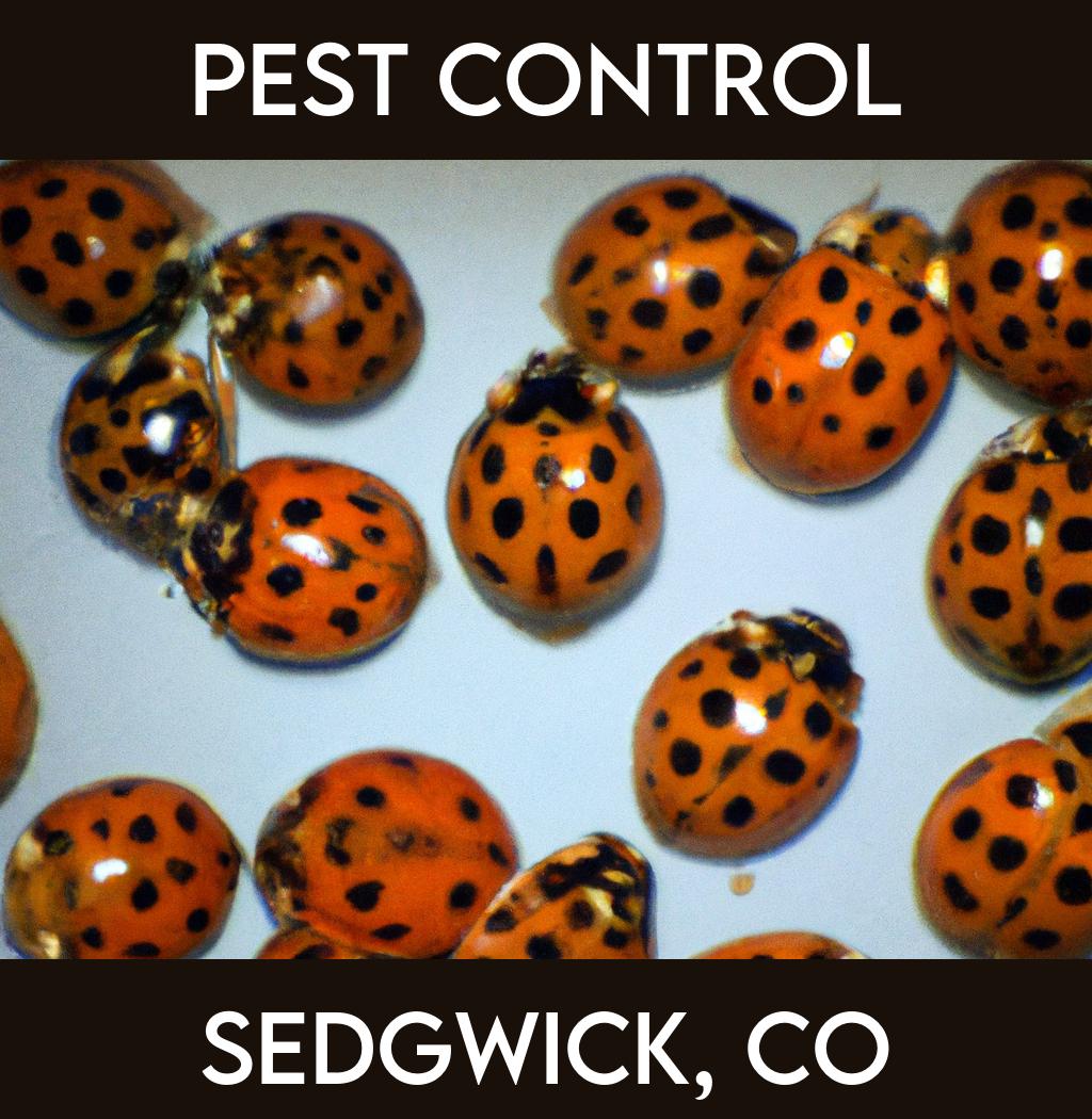 pest control in Sedgwick Colorado