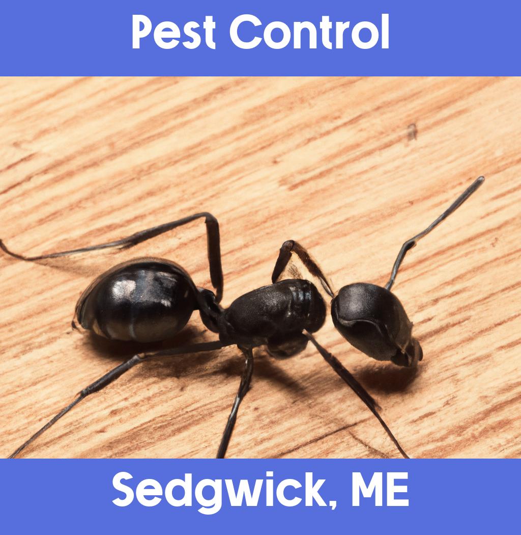 pest control in Sedgwick Maine