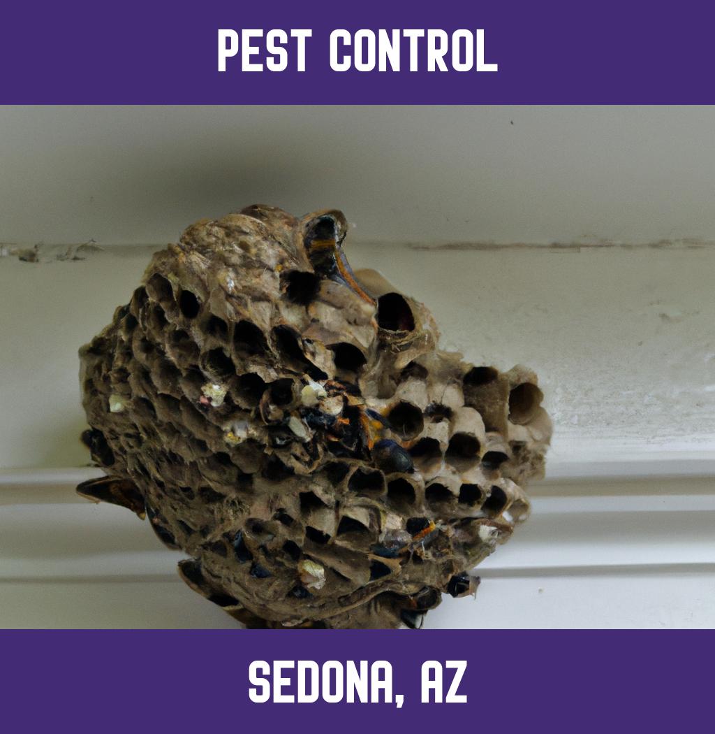 pest control in Sedona Arizona