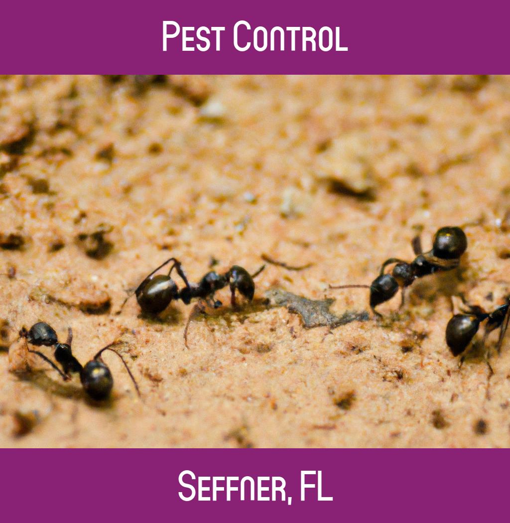 pest control in Seffner Florida