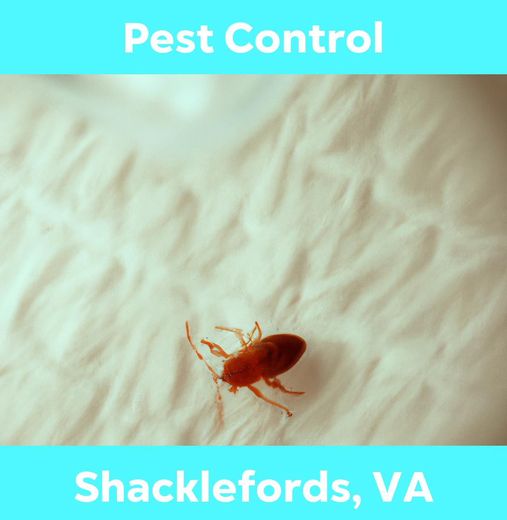 pest control in Shacklefords Virginia