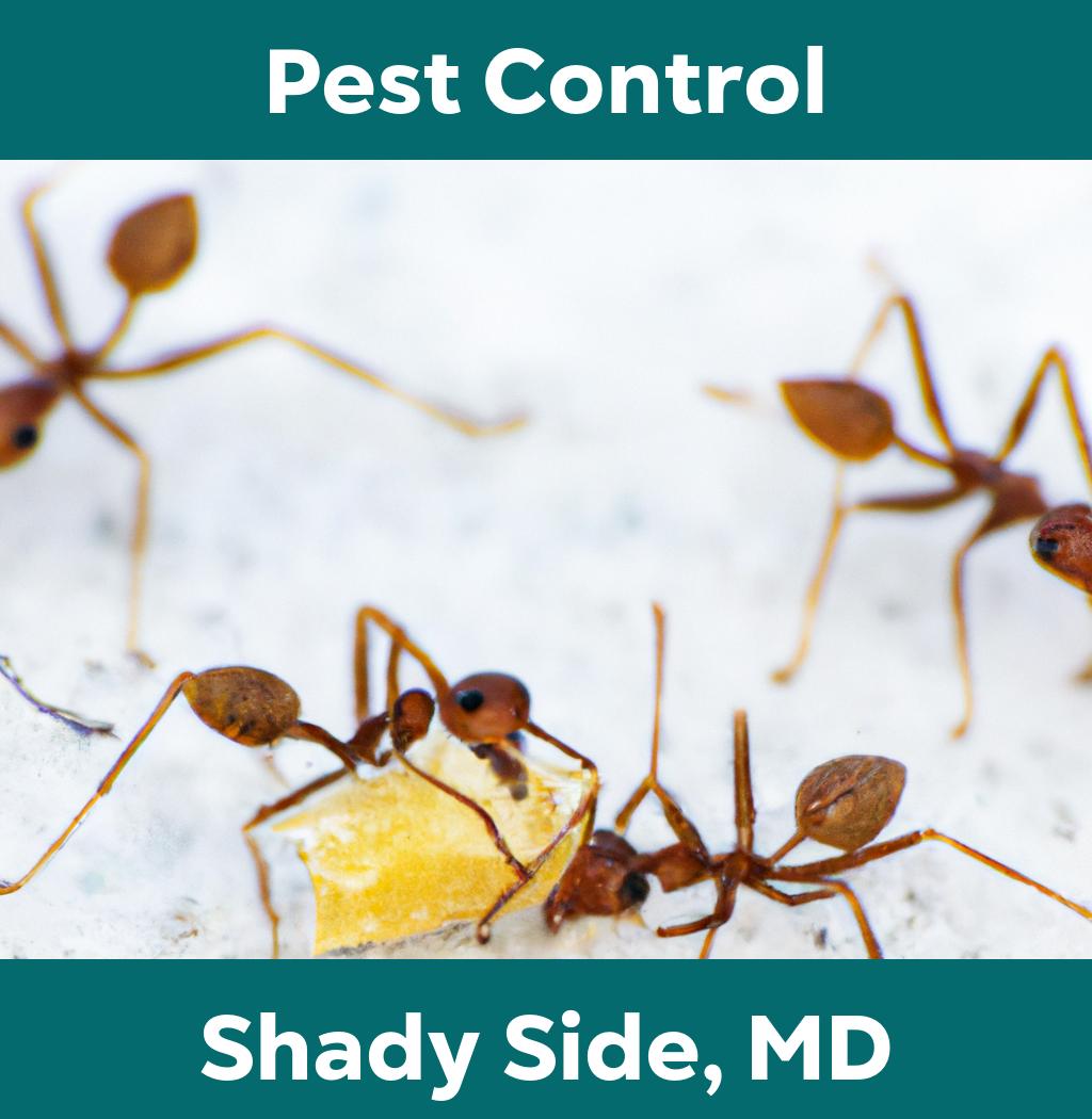 pest control in Shady Side Maryland