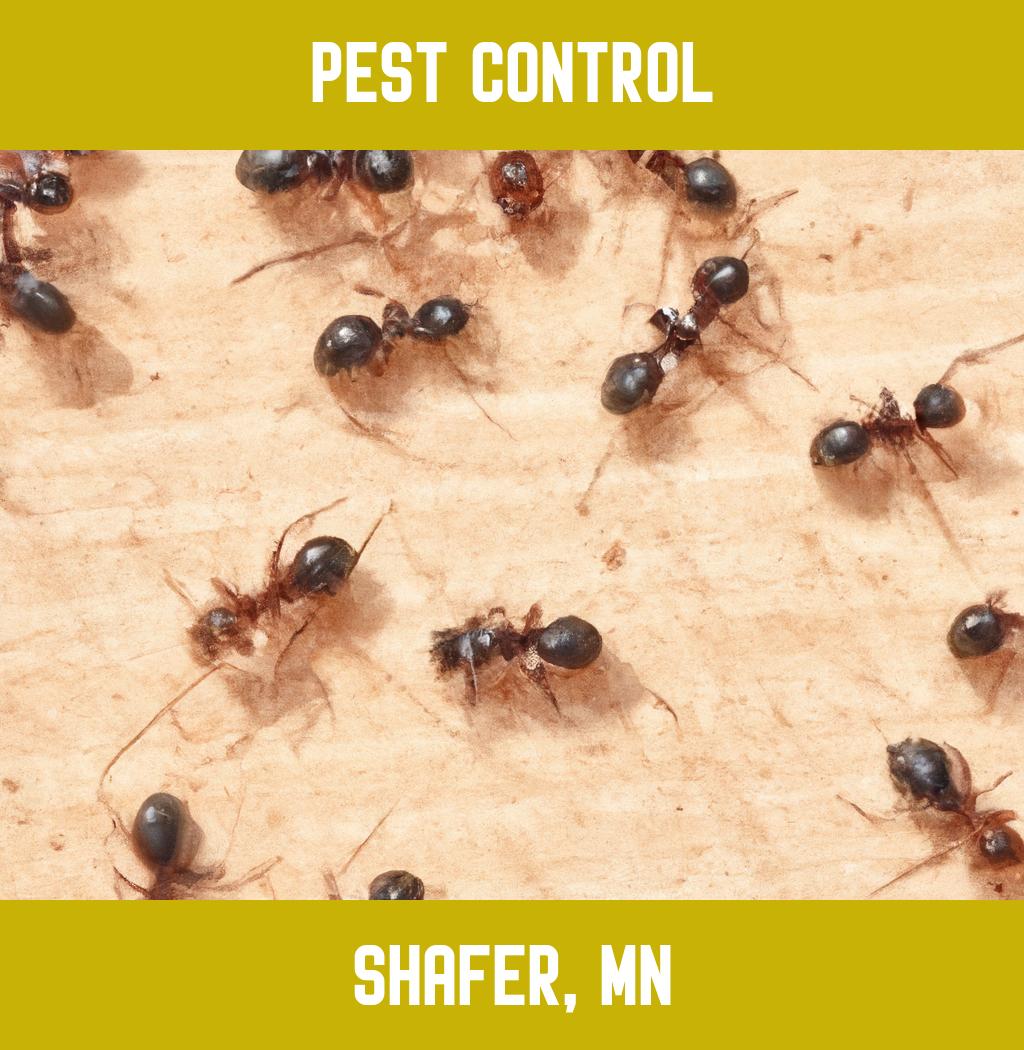 pest control in Shafer Minnesota