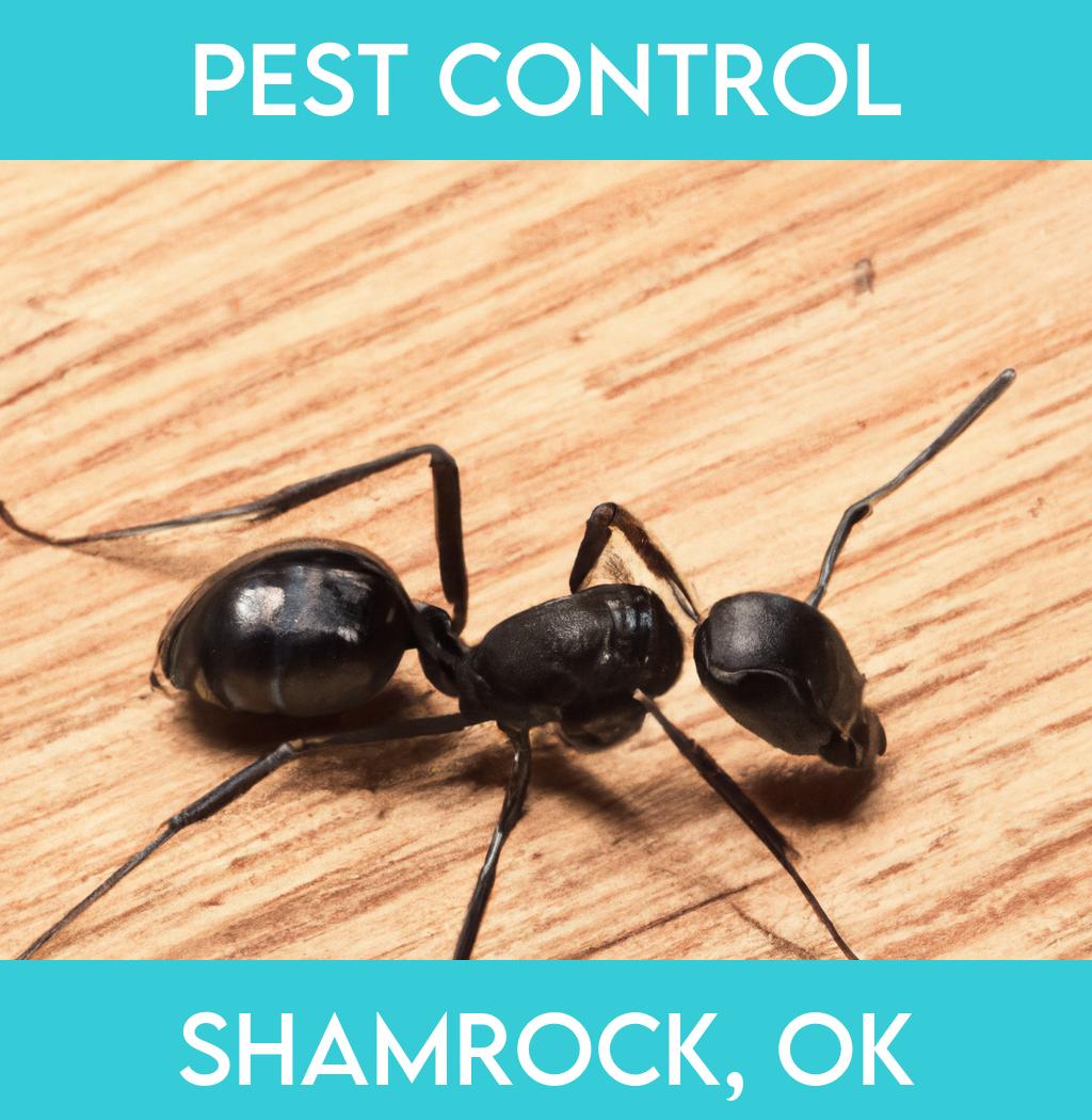 pest control in Shamrock Oklahoma