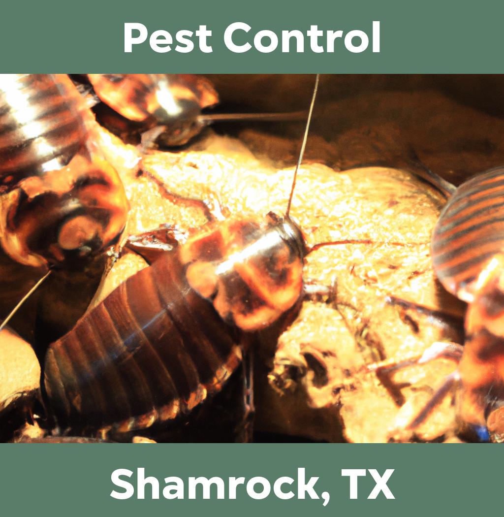 pest control in Shamrock Texas