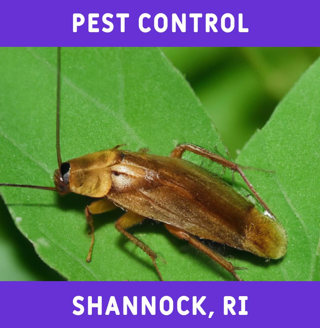 pest control in Shannock Rhode Island