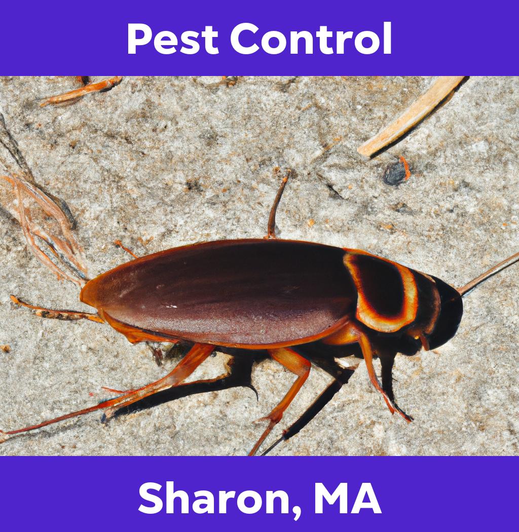 pest control in Sharon Massachusetts