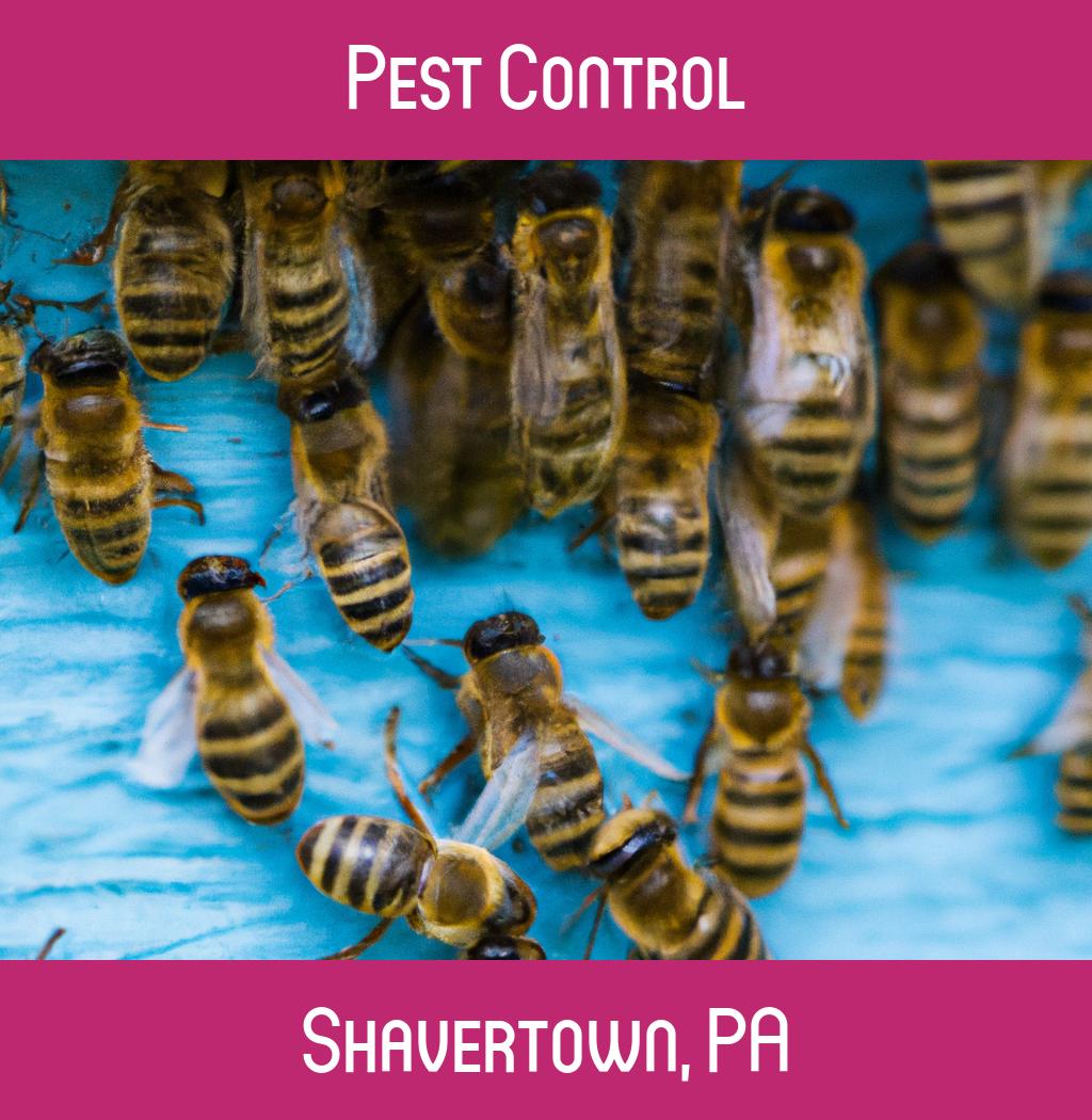pest control in Shavertown Pennsylvania