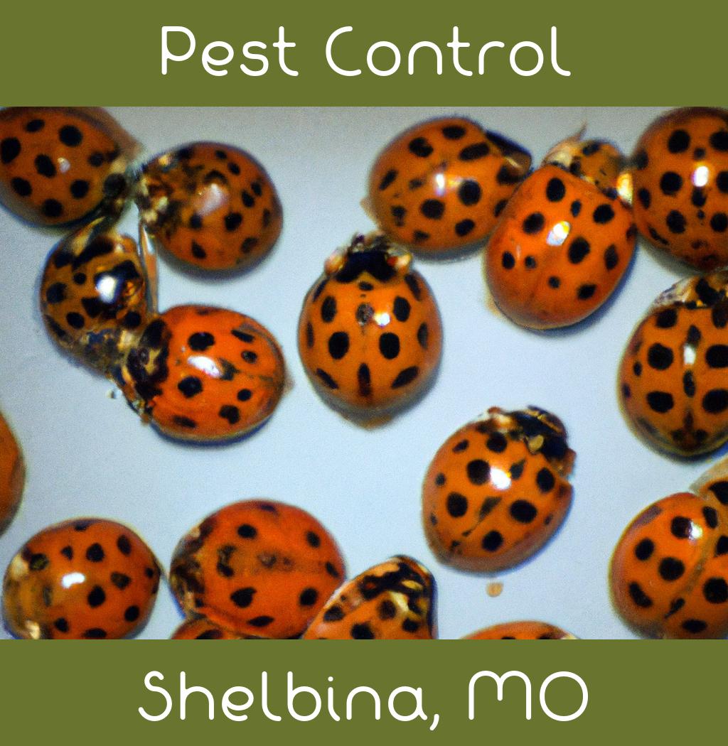 pest control in Shelbina Missouri