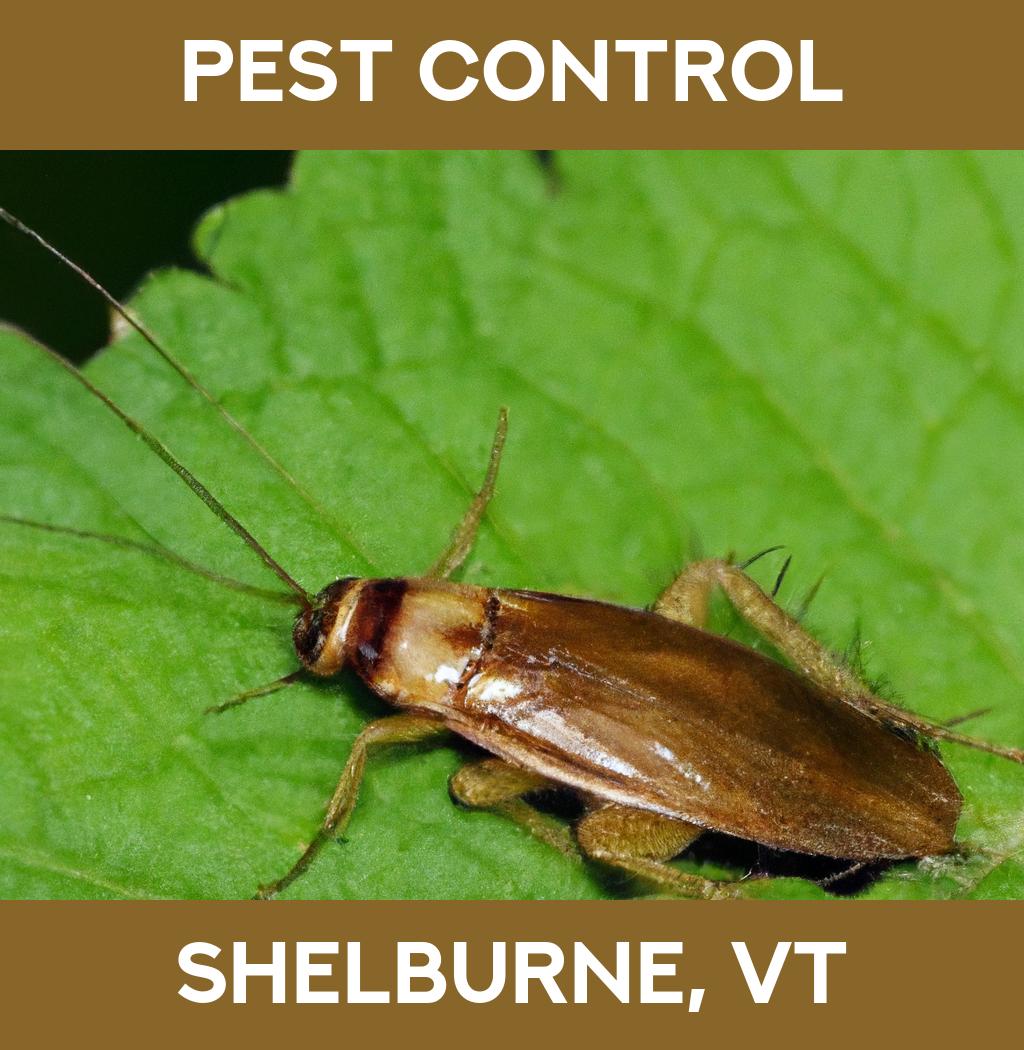 pest control in Shelburne Vermont