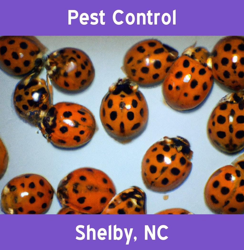 pest control in Shelby North Carolina