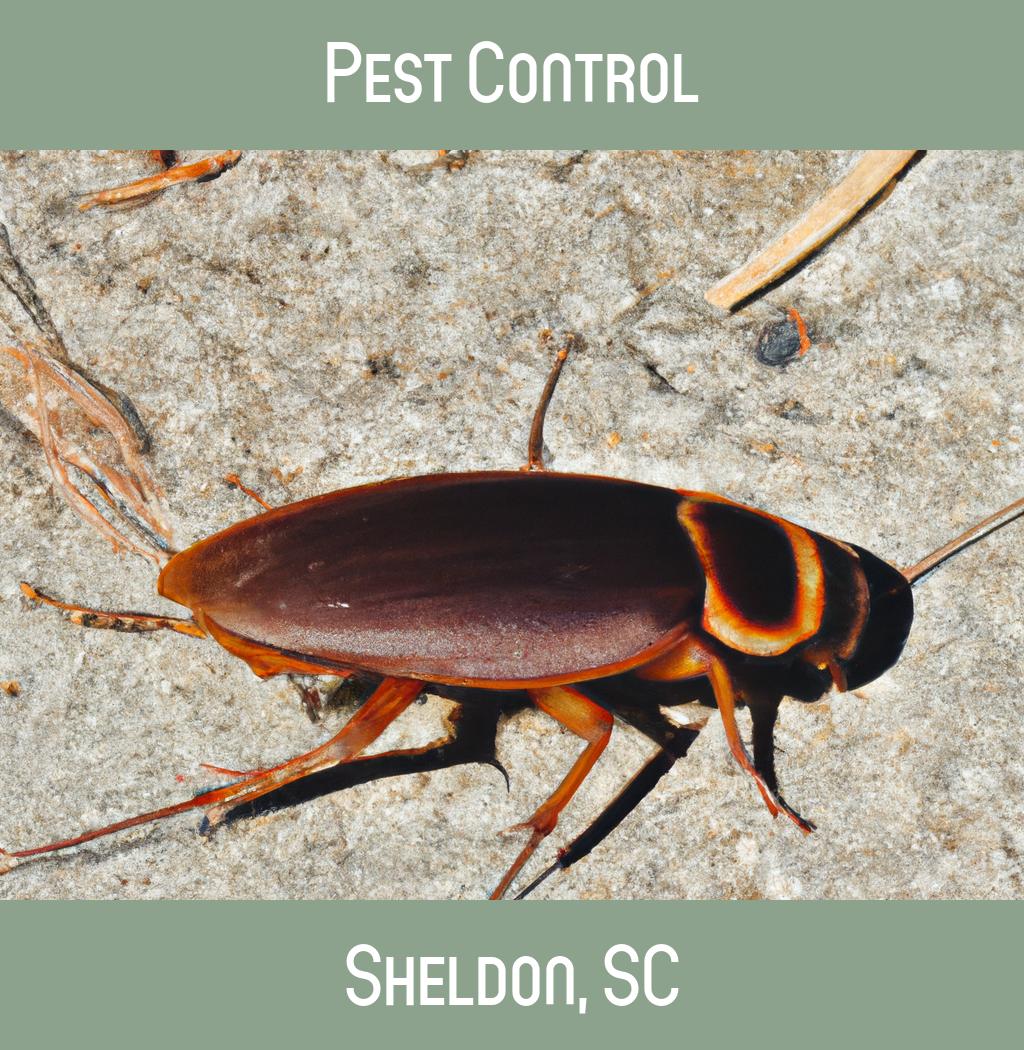 pest control in Sheldon South Carolina