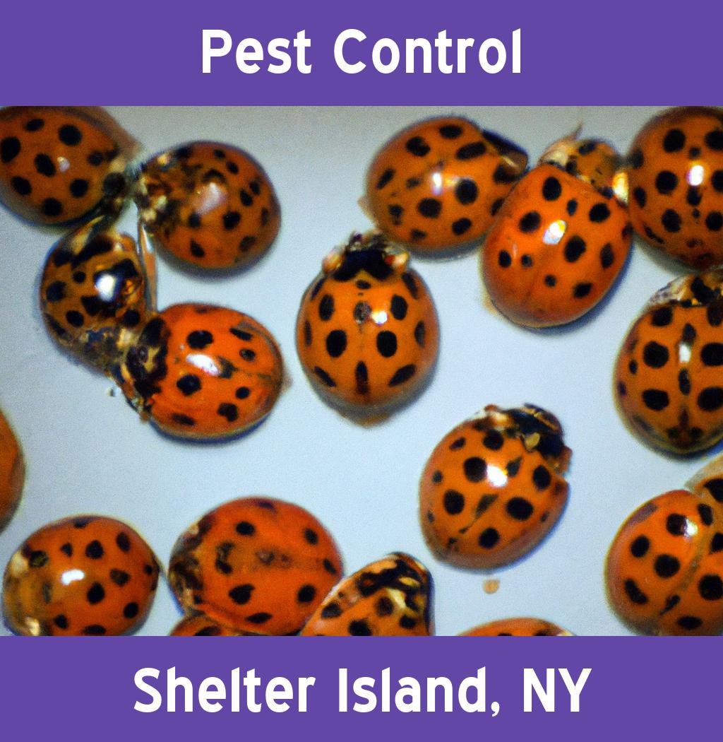 pest control in Shelter Island New York