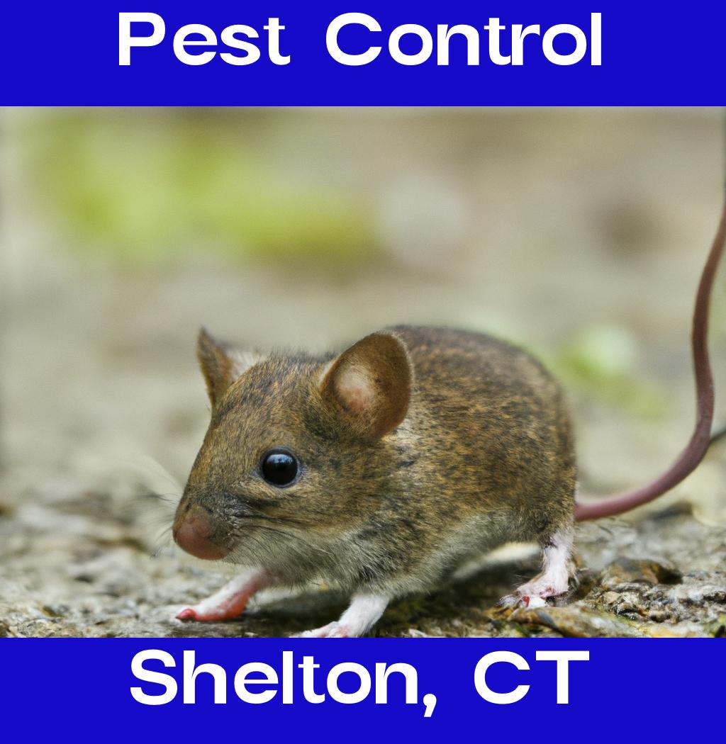 pest control in Shelton Connecticut