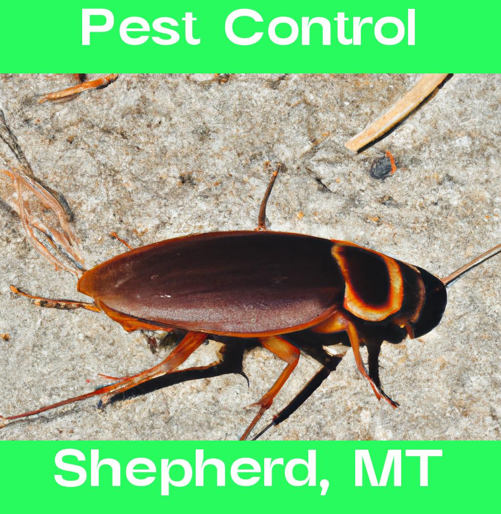 pest control in Shepherd Montana