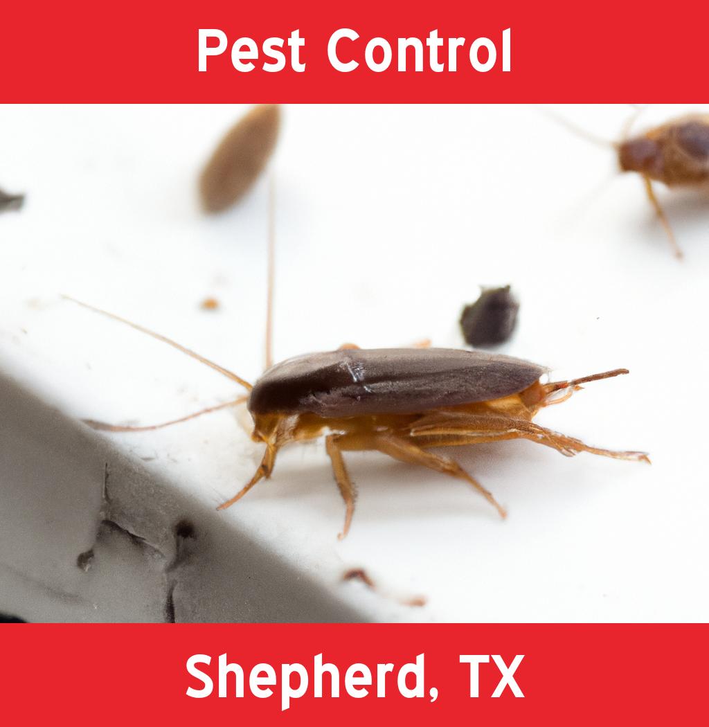 pest control in Shepherd Texas