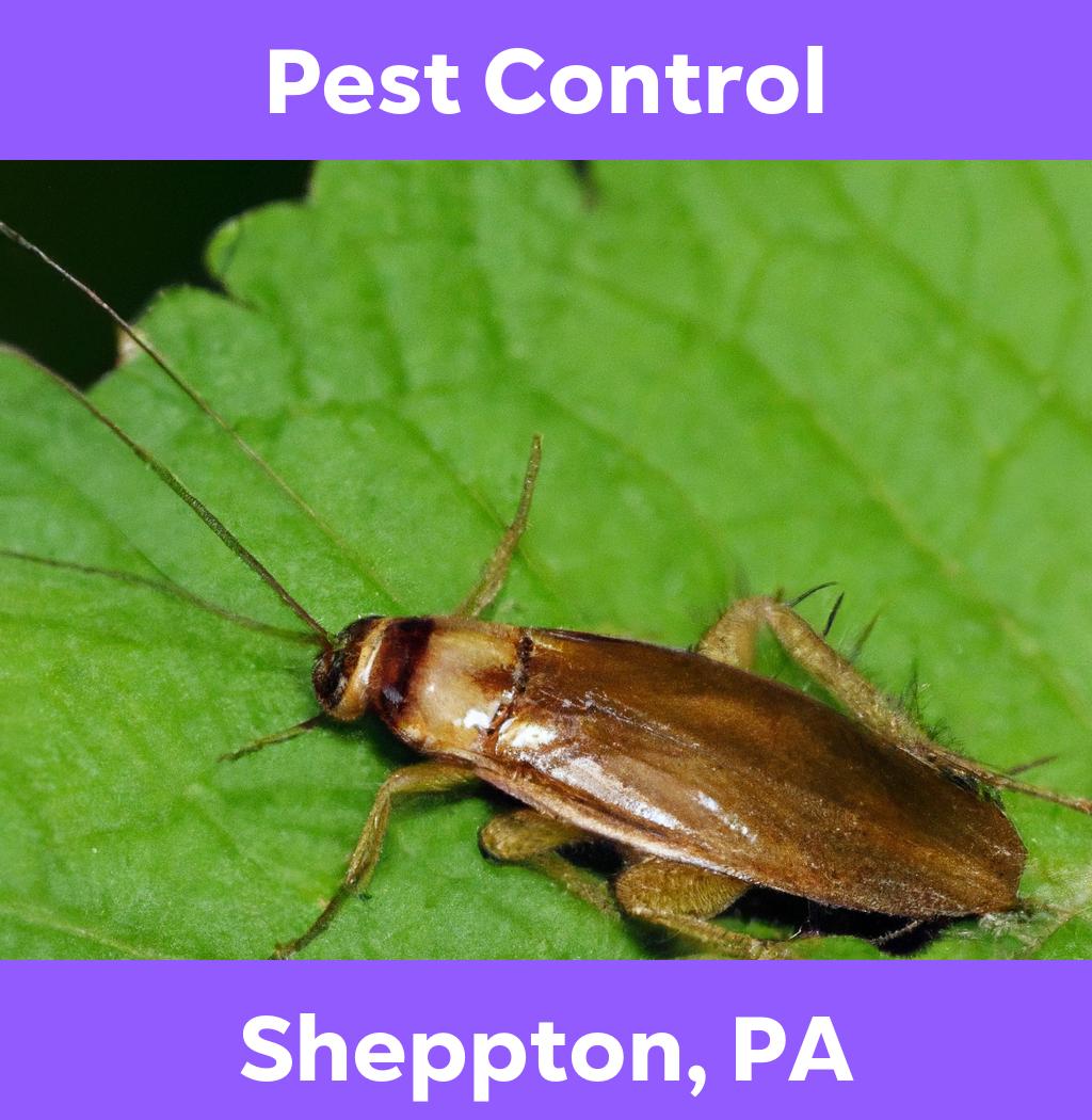 pest control in Sheppton Pennsylvania