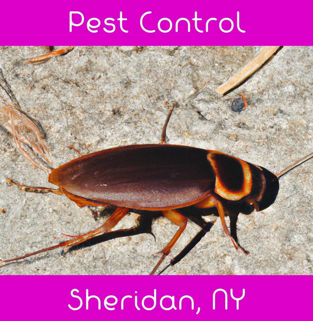 pest control in Sheridan New York