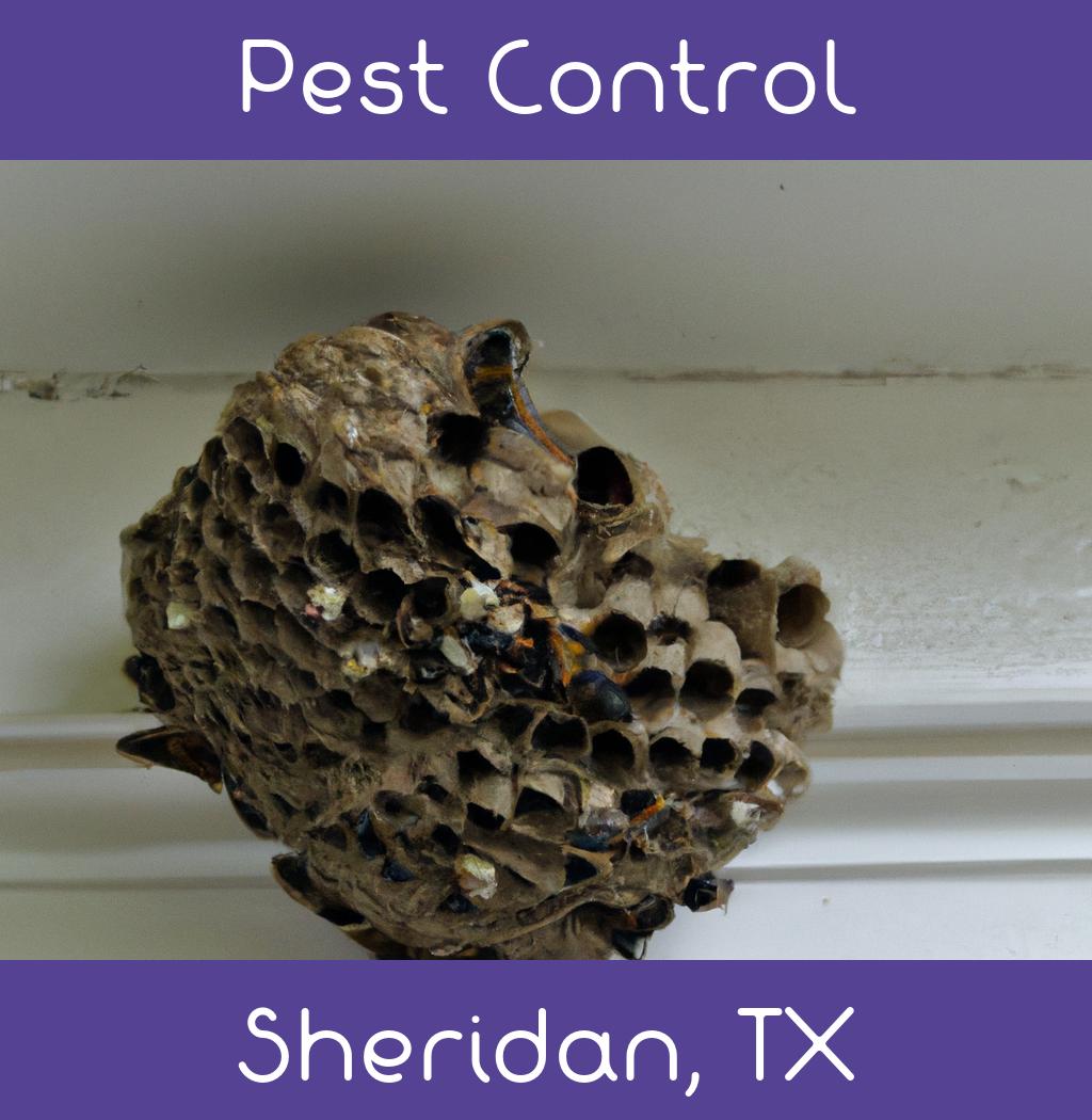pest control in Sheridan Texas