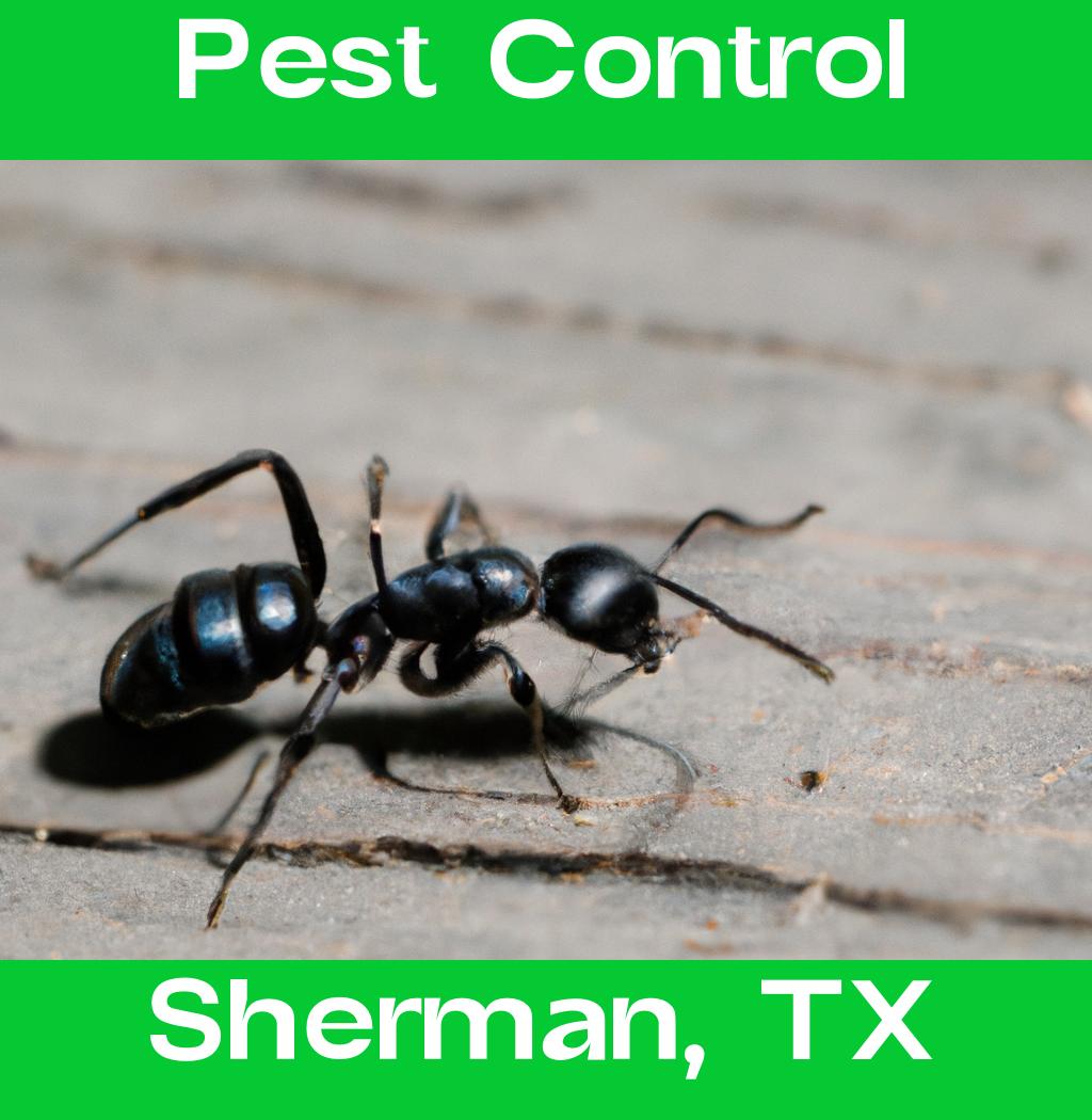 pest control in Sherman Texas