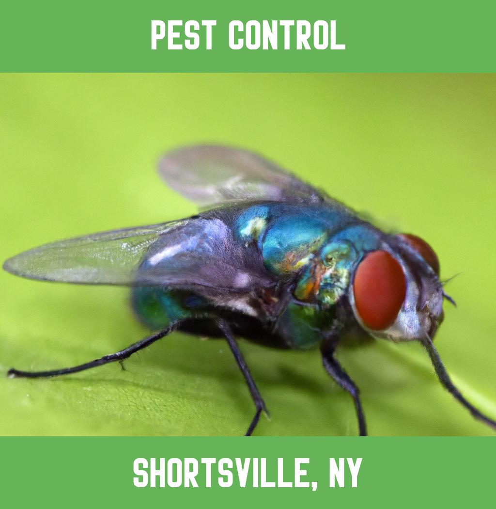 pest control in Shortsville New York