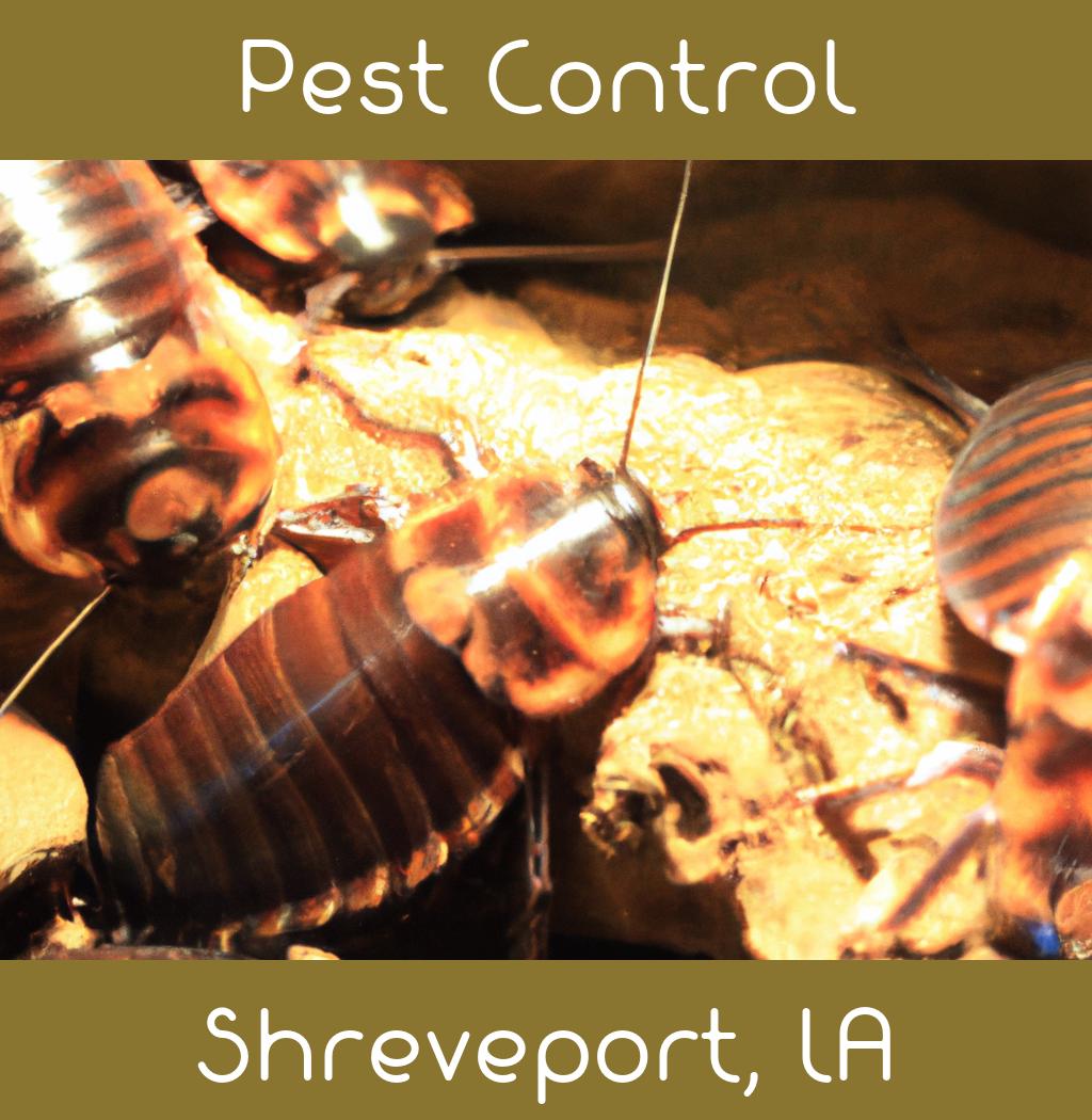 pest control in Shreveport Louisiana