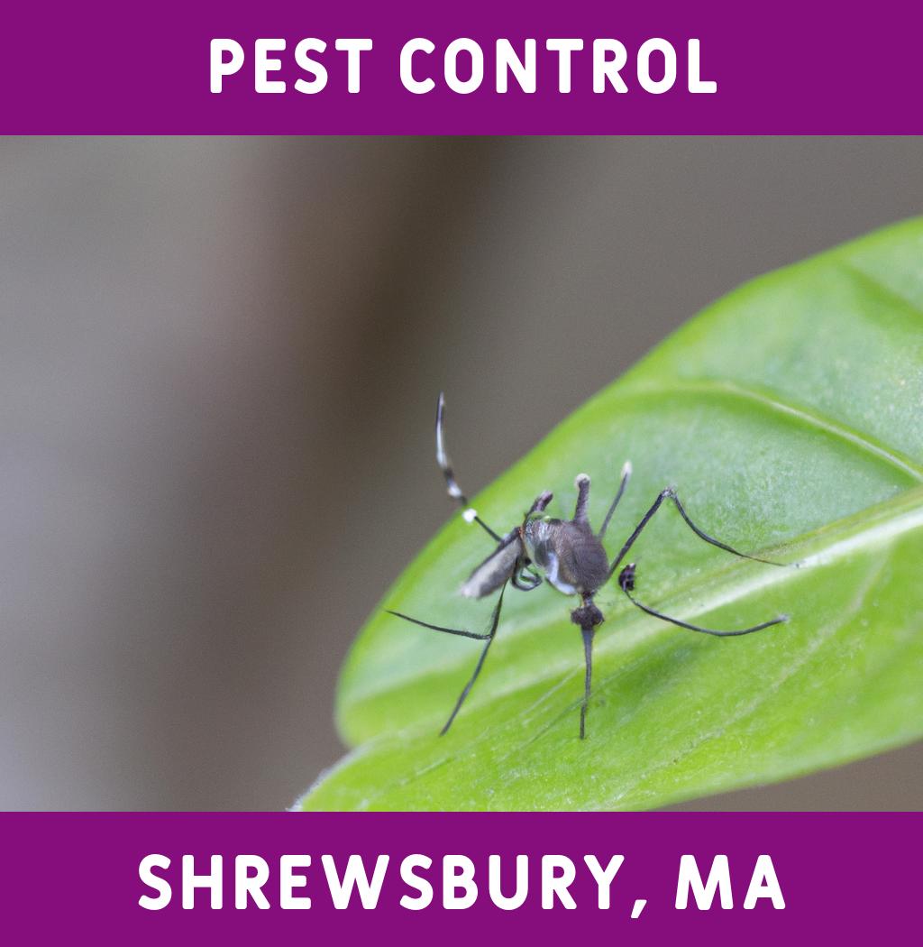 pest control in Shrewsbury Massachusetts