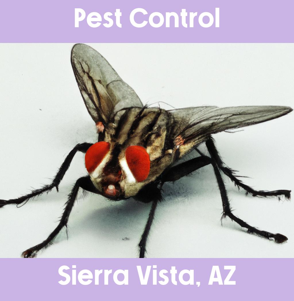 pest control in Sierra Vista Arizona