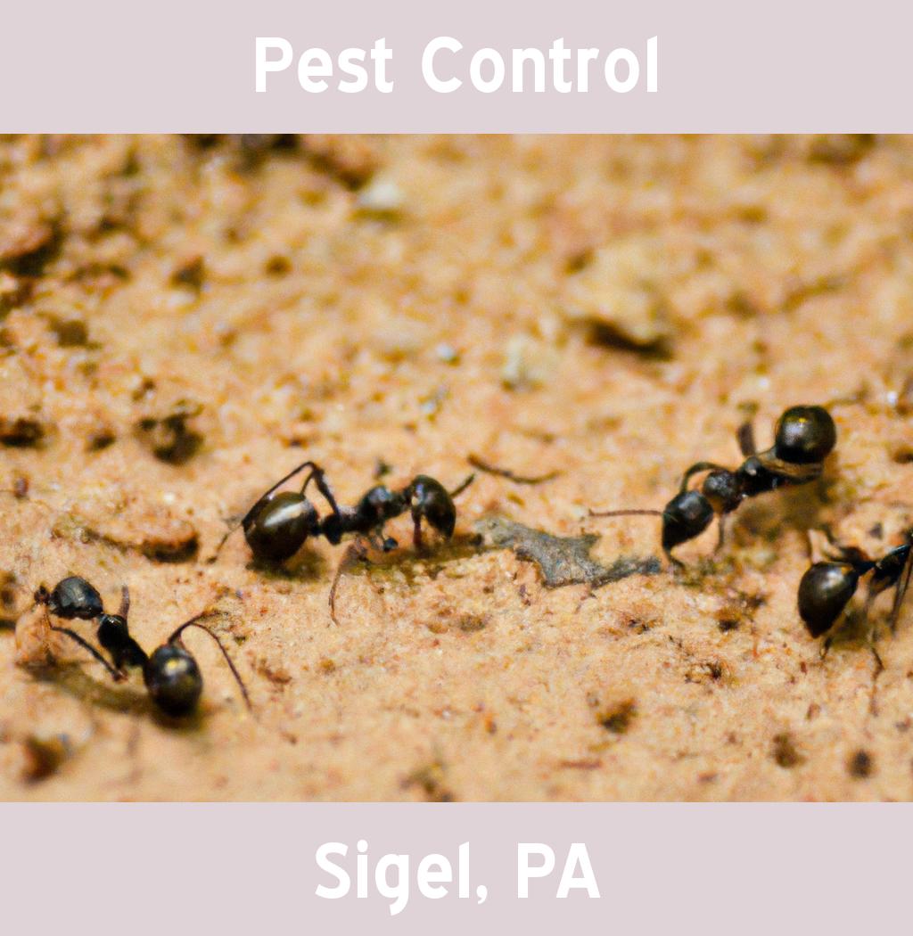 pest control in Sigel Pennsylvania