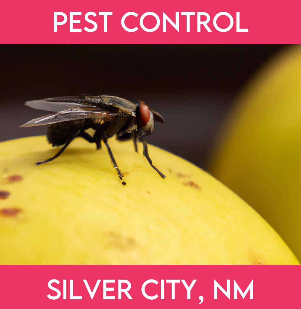 pest control in Silver City New Mexico