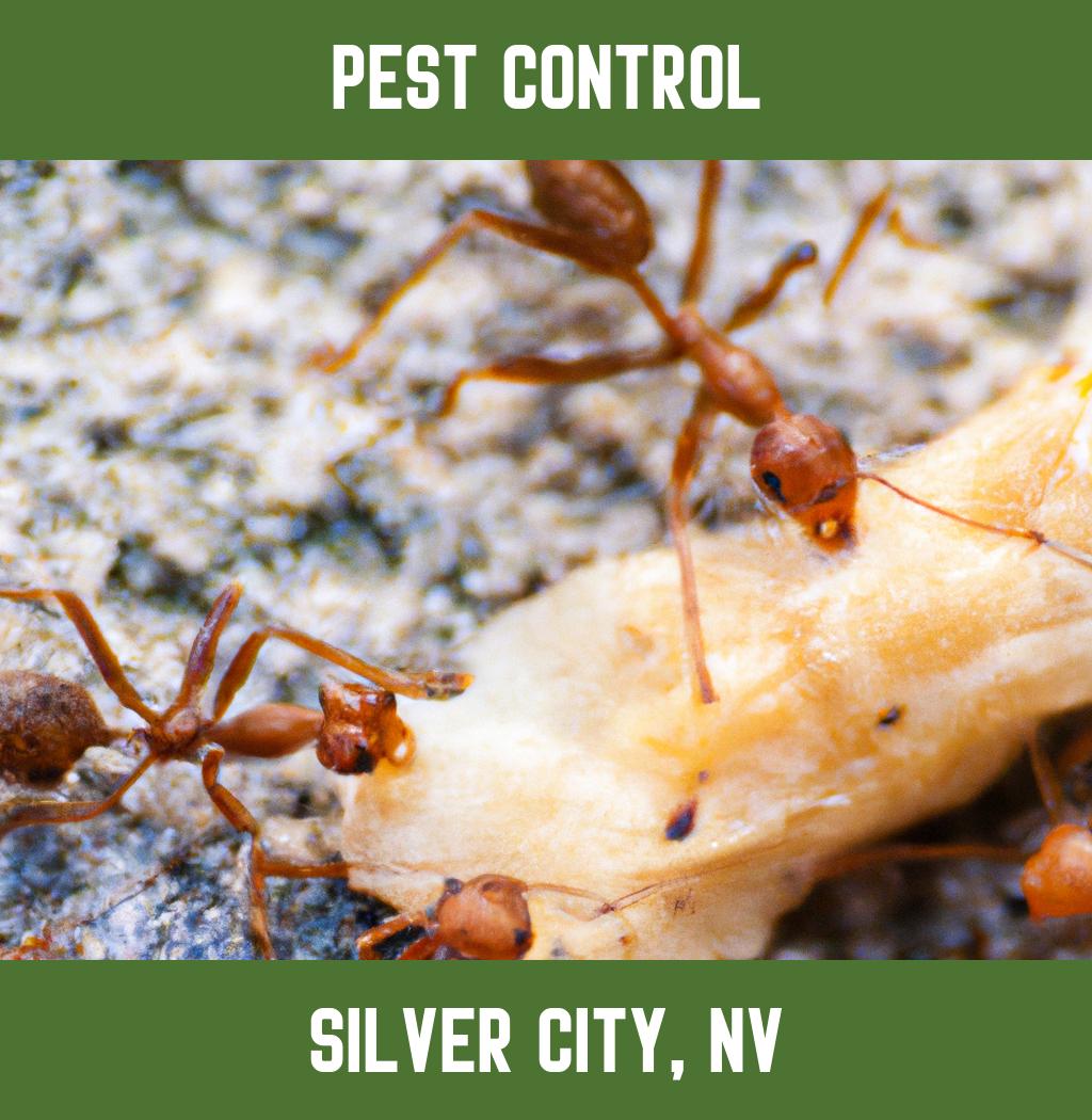 pest control in Silver City Nevada