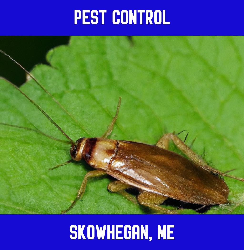 pest control in Skowhegan Maine
