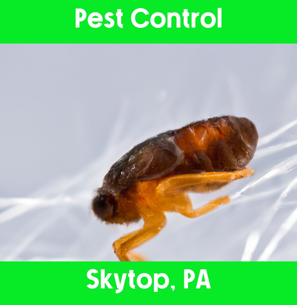 pest control in Skytop Pennsylvania