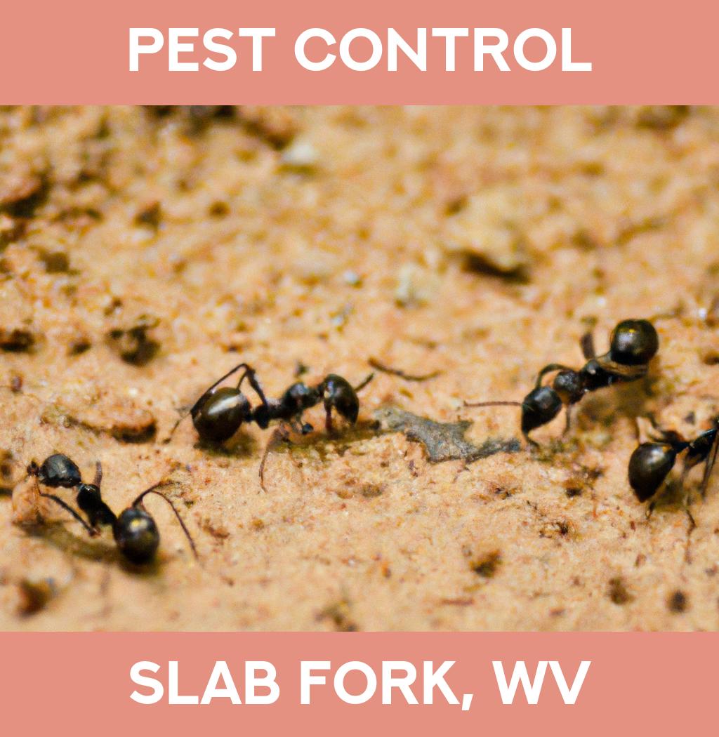 pest control in Slab Fork West Virginia