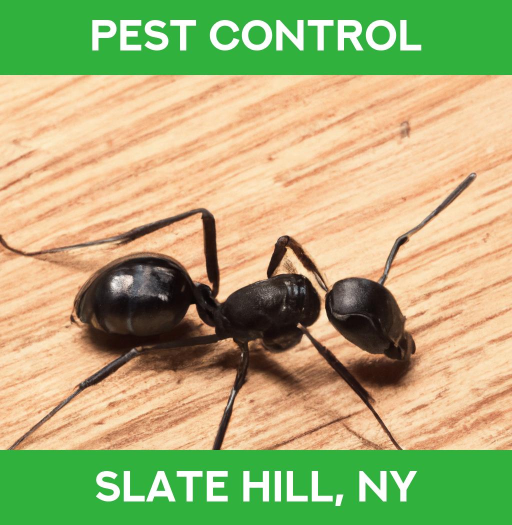 pest control in Slate Hill New York