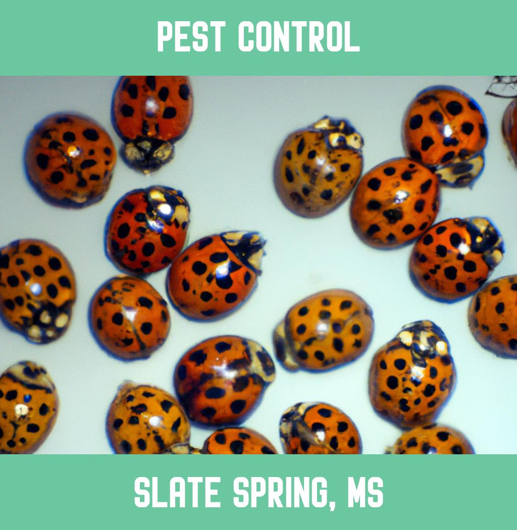 pest control in Slate Spring Mississippi
